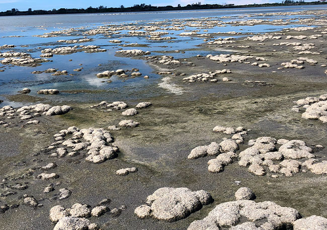 Estado do Rio busca reconhecimento de seu primeiro geoparque estromatolitos da lagoa salgada katia mansur
